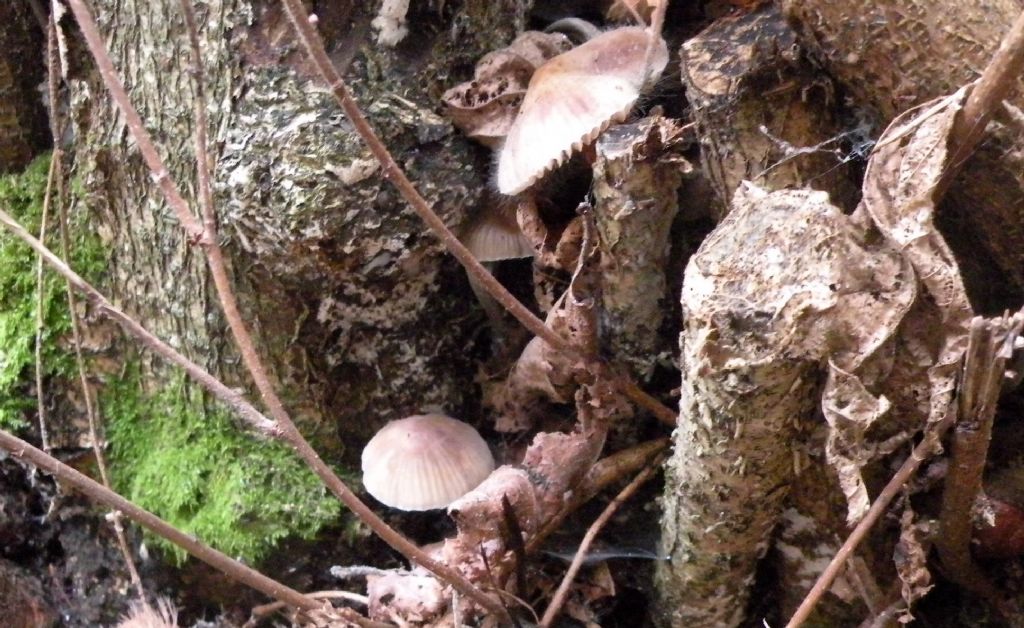 Funghi irsuti....